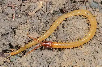 Geophilomorpha sp., брюшная сторона, Калифорния, Северная Америка