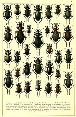 1. Carabus brandti 2. Carabus tschitscherini 3. Carabus vietinghoffi 4. Carabus turcomanorum 5. Carabus adamsi 6. Carabus amoenus 7. Carabus campestris 8. Carabus imperialis 9. Carabus jankovskii 10. Carabus pupulus 11. Carabus regulus 12. Carabus lopatini 13. Carabus schoenherri 14. Carabus guerini 15. Carabus kruberi 16. Carabus fabricii 17. Carabus septemcarinatus 18. Carabus argonautarum 19. Carabus coerulans 20. Carabus hummeli 21. Carabus procerulus 22. Carabus maeander 23. Carabus balassogloi 24. Carabus gebleri 25. Carabus miles 26. Carabus eous 27. Carabus staudingeri 28. Carabus cumanus 29. Carabus aeneus 30. Carabus kaufmanni 31. Carabus regalis 32. Carabus henningi
