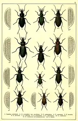 1. Carabus scheidleri 2. Carabus scheidleri var. excellens 3. Carabus catenulatus 4. Carabus catenatus 5. Carabus monilis 6. Carabus arvensis 7. Carabus ullrichii 8. Carabus granulatus 9. Carabus cancellatus 10. Carabus clathratus 11. Carabus violaceus var. purpurascens 12. Carabus nitens