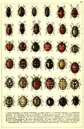 Божьи коровки — иллюстрация монографии Георгия Якобсона «Жуки России, Западной Европы и сопредельных стран»