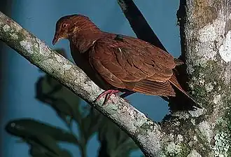 Красный земляной голубь (Geotrygon montana)