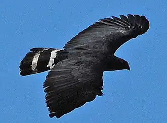 Особь тёмноокрашенного подвида G. c. nigra, Оахака, Мексика