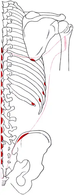 Места прикрепления и проекция расположения правой широчайшей мышцы спины
