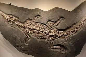Steneosaurus