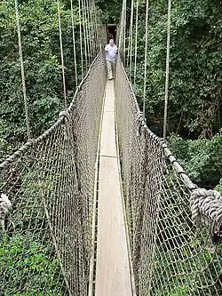 Прогулка в кронах деревьев