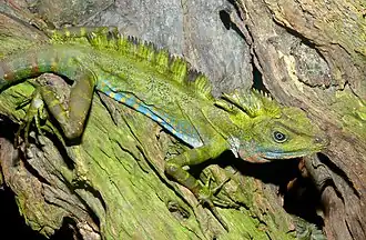 Большой гоноцефал