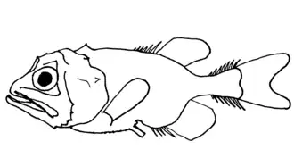 Gibberichthys pumilus