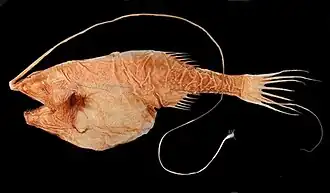 Gigantactis. Первый луч спинного плавника превращен в «удочку» со светящейся «приманкой» на конце