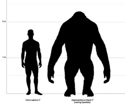 Человек в сравнении с Gigantopithecus blacki и Gigantopithecus giganteus