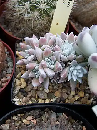 Dudleya gnoma
