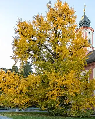 Габитус взрослого дерева на острове Майнау, Германия