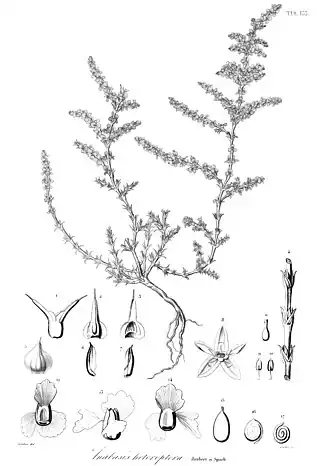 Гиргенсония супротивноцветковая