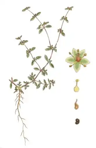 Gisekia pharnaceoides — типовой вид рода