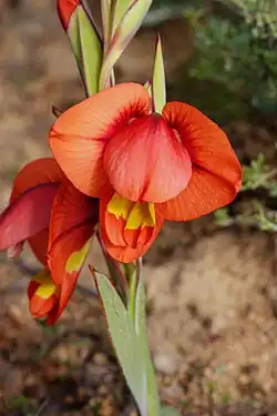 Gladiolus equitans