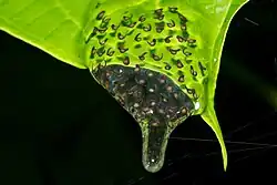 Кладка икры стеклянной лягушки