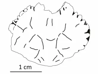 Зарисовка голотипа