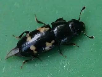 Glischrochilus quadriguttatus