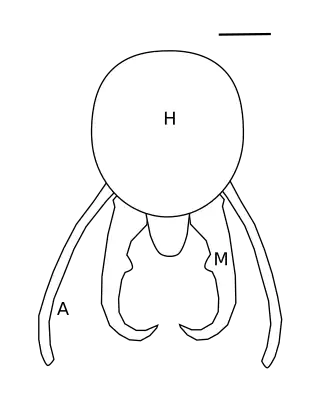 Globitermes sulphureus