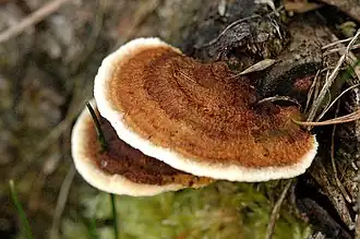 Gloeophyllum sepiarium