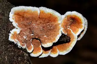 Гименофор глеопоруса