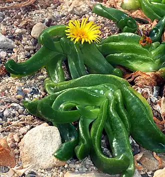 Glottiphyllum depressum