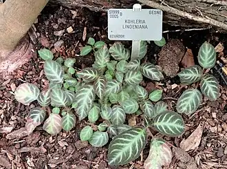 Gloxinella lindeniana в ботаническом саду Копенгагенского университета, под устаревшим названием колерия Линдена (см. текст)