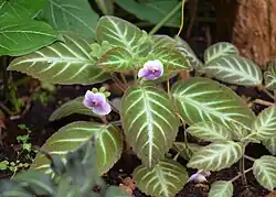 Gloxinella lindeniana