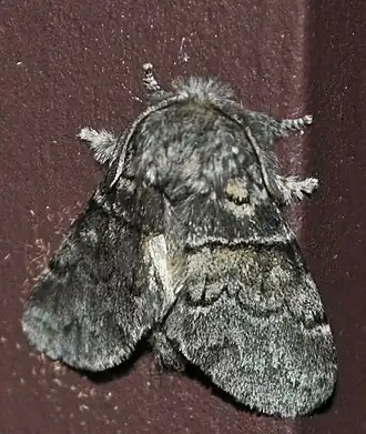 Шелкопряд тополёвый малый