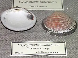 Glycymeris yessoensis