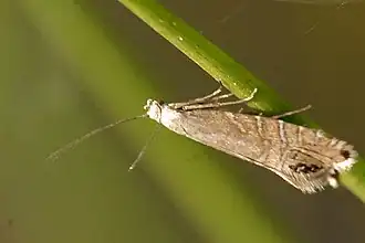 Glyphipterix thrasonella