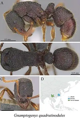 Gnamptogenys quadrutinodules