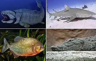 Челюстноротые