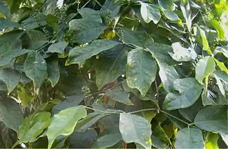 Гнетум, голосеменное растение, имеющее сосуды в проводящей системе.