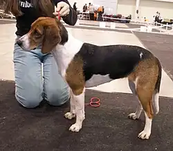 Эстонская гончая