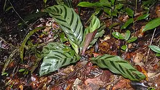 Гоппертия удивительная