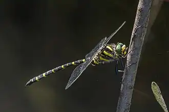 Булавобрюх Болтона (Cordulegaster boltonii)