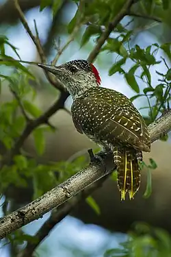 Самка подвида C. a. constricta