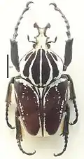 Goliathus goliatus conspersus