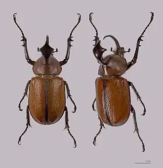 Самец  Golofa claviger