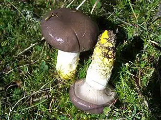 Мокруха еловая со слизистым частным покрывалом