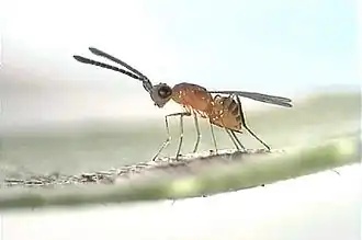 Gonatocerus triguttatus