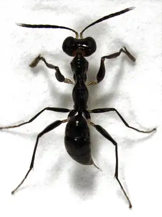 Gonatopus zealandicus