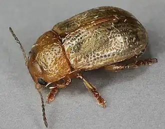 Бледный листоед