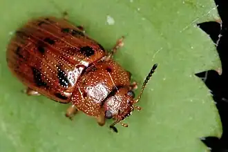 Листоед ивовый пятиточечный