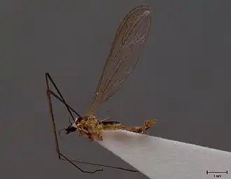 Gonomyia securiformis