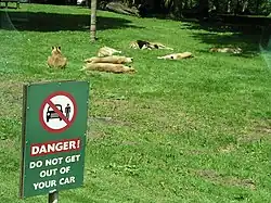 Прайд в составе льва и львиц на отдыхе