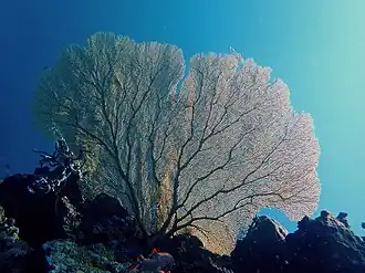 Annella mollis на Майотта