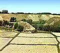 Поля Самарканда
