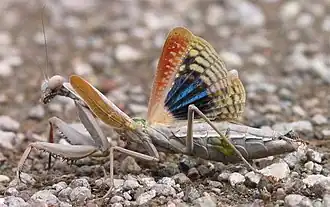 В случае опасности богомол Iris oratoria демонстрирует чёрные пятна на задних крыльях