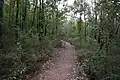 Лесная тропа